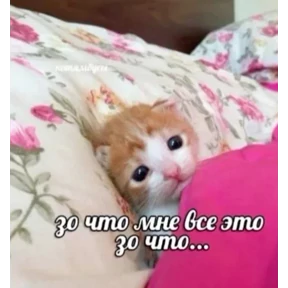 Мемные котики 6