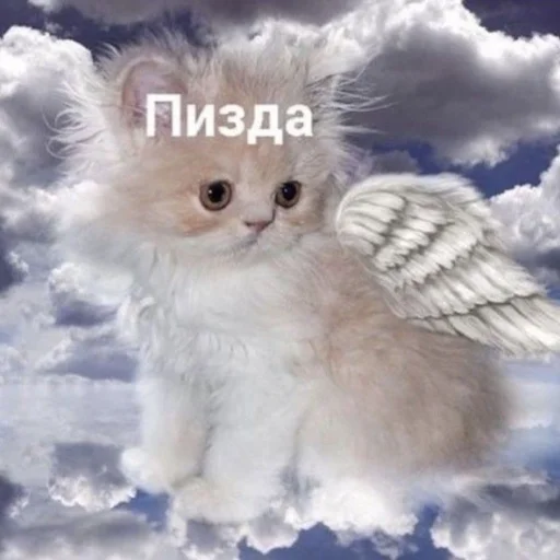 Стикер 21