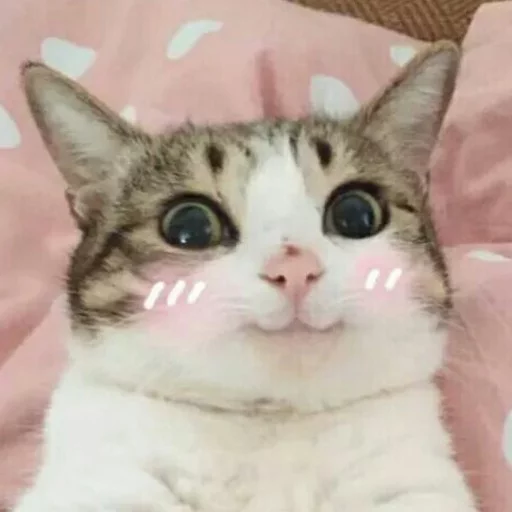 Meow (=ↀωↀ=)✧ ()