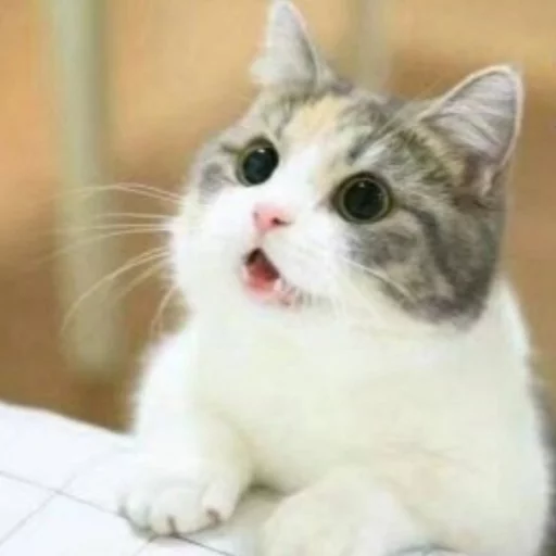 Meow (=ↀωↀ=)✧ () 3