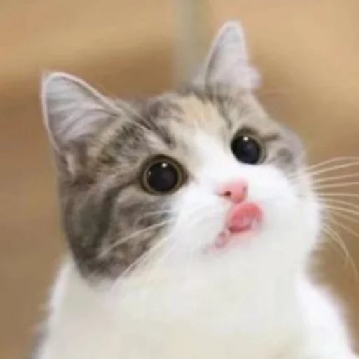 Meow (=ↀωↀ=)✧ () 4