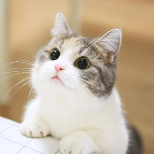 Meow (=ↀωↀ=)✧ () 5