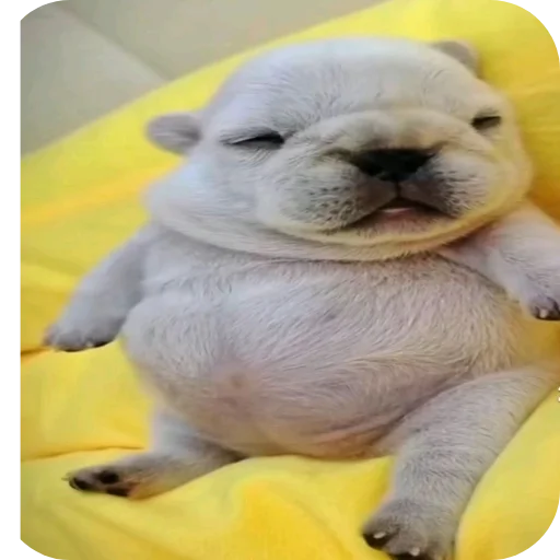 Pibble