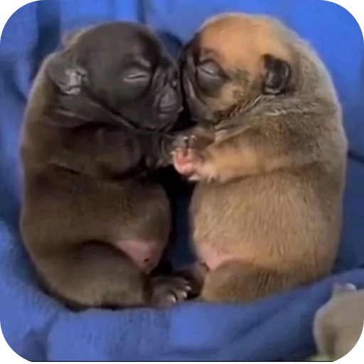 Pibble 3