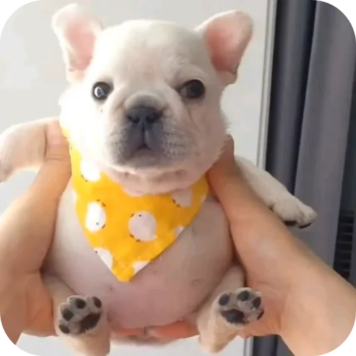 Pibble 4
