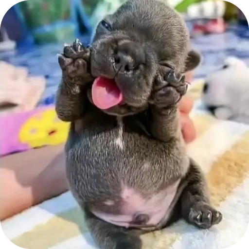 Pibble 5