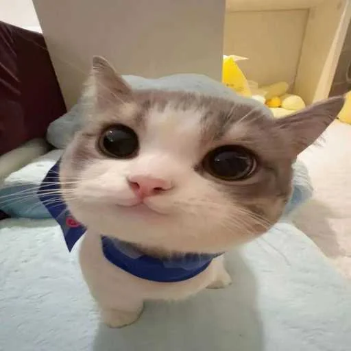 mio mao