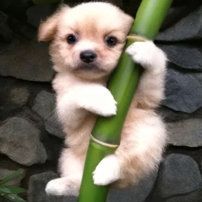 Puppy 6