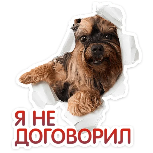 Пёсики 5