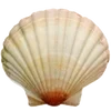 Sea 6