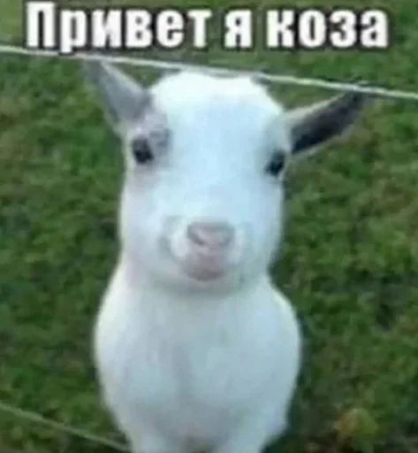 Стикер 22
