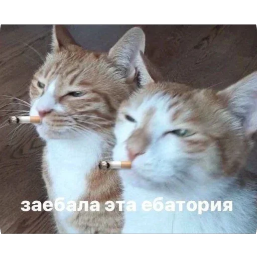 Стикер 13