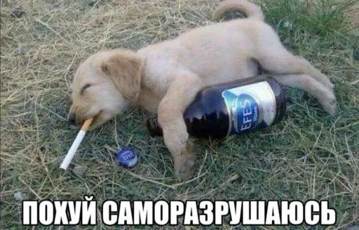Стикер 15