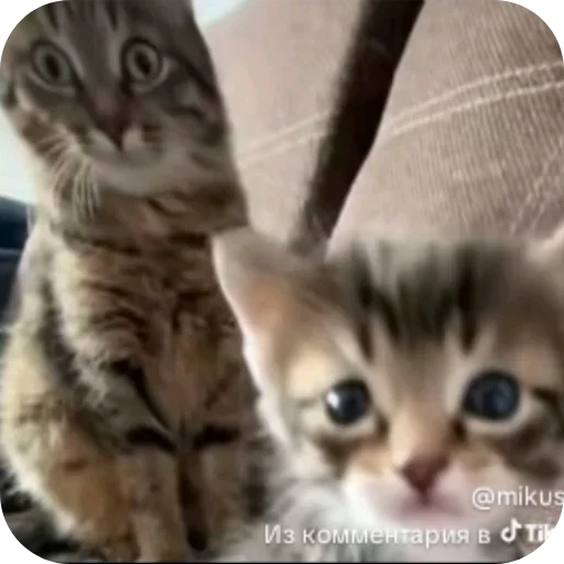 Больше стиков тут