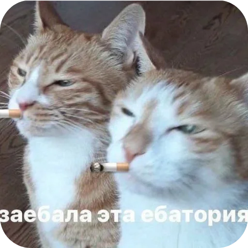 Стикер 8
