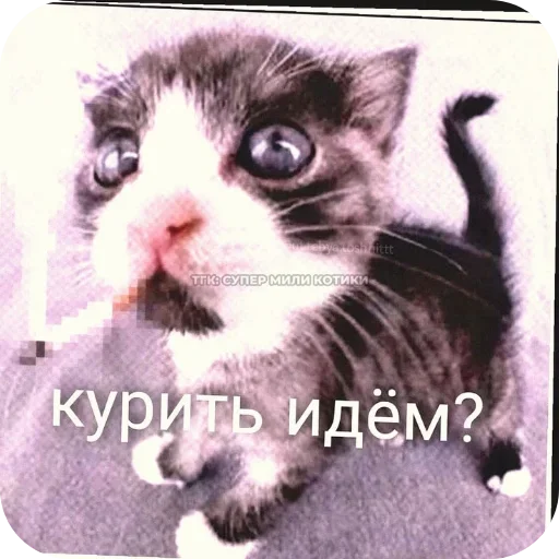 Стикер 19
