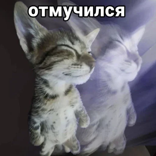 Стикер 22