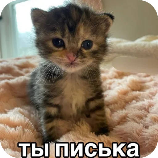 Стикер 18