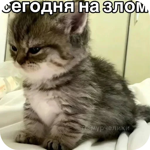 Стикер 23