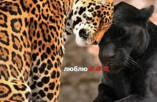Больше стиков тут 6