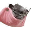 шиншилла 3