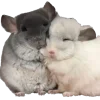 шиншилла 4