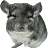 шиншилла 5