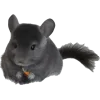 шиншилла 6