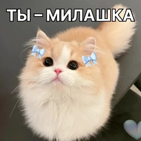 Стикербум кошки 3