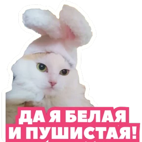 Стикербум кошки 5