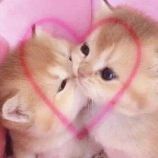 ♡(˃͈ દ ˂͈ ༶ ) by♡ 5