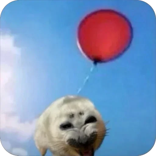 Тюлени топ 6