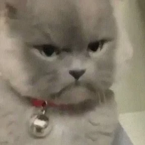 Забавные животные 4